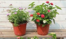 陶虹车祸爆料视频最新消息,事故详情及各方回应揭晓